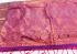 PL Salem Wedding Blouse